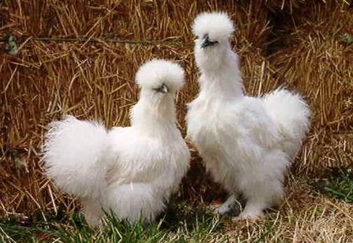 6. The Silkie Top 10 Weirdest Chicken Breeds