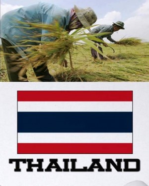 7. Thailand e1348141380662 Top 10 Rice Producing Countries in the World