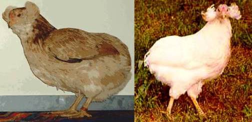 7. The Araucana Top 10 Weirdest Chicken Breeds