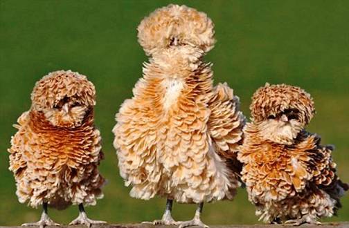 8. The Frizzle Top 10 Weirdest Chicken Breeds