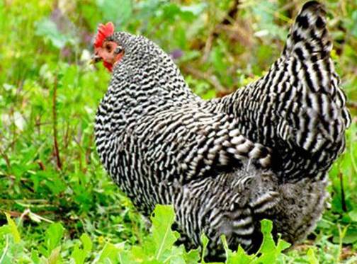 9. The Plymouth Rock Top 10 Weirdest Chicken Breeds