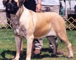 1. English Mastiff