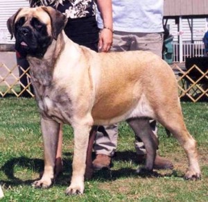 1. English Mastiff e1349249905656 Top 10 Biggest Dog Breeds in the World