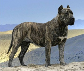 10. Perro de Presa Canario e1349250019747 Top 10 Biggest Dog Breeds in the World