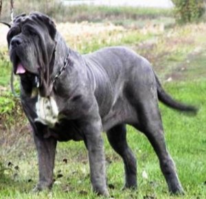 2. Neapolitan Mastiff e1349249921536 Top 10 Biggest Dog Breeds in the World