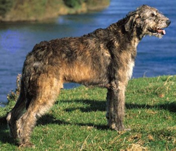 3. Irish Wolfhound e1349249929659 Top 10 Biggest Dog Breeds in the World