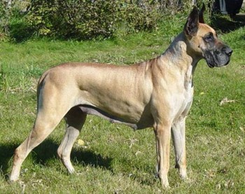 4. Great Dane e1349249945561 Top 10 Biggest Dog Breeds in the World