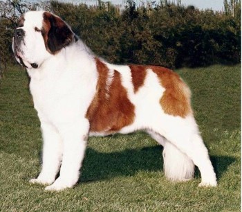 5. St. Bernard e1349249962697 Top 10 Biggest Dog Breeds in the World