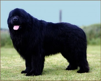 biggest newfoundland dog in the world