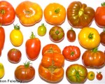 6. Varieties of Tomato