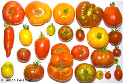 6. Varieties of Tomato e1349840845503 Top 10 Interesting Facts about Tomato