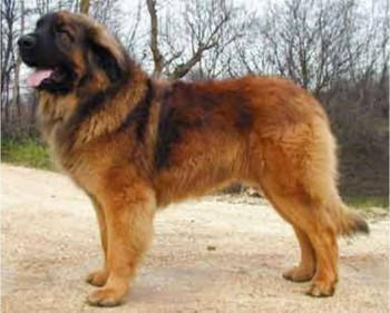 7. Leonberger e1349249990393 Top 10 Biggest Dog Breeds in the World