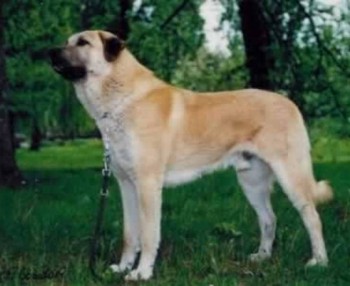 8. Anatolian Shepherd e1349249999612 Top 10 Biggest Dog Breeds in the World