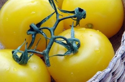 8. Original Color is Yellow e1349840864395 Top 10 Interesting Facts about Tomato