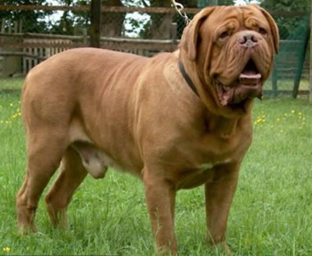 9. Dogue de Bordeaux e1349250008144 Top 10 Biggest Dog Breeds in the World