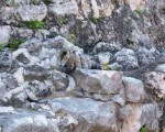 1. Iguana
