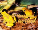 Top 10 Venomous Frogs in the World