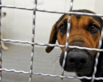 Top 10 Countries Known for Animal Cruelty