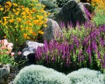 Top 10 Plants for Drought Conditions