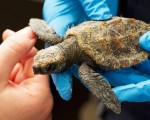 Top 10 Ways to Preserve Sea Turtles