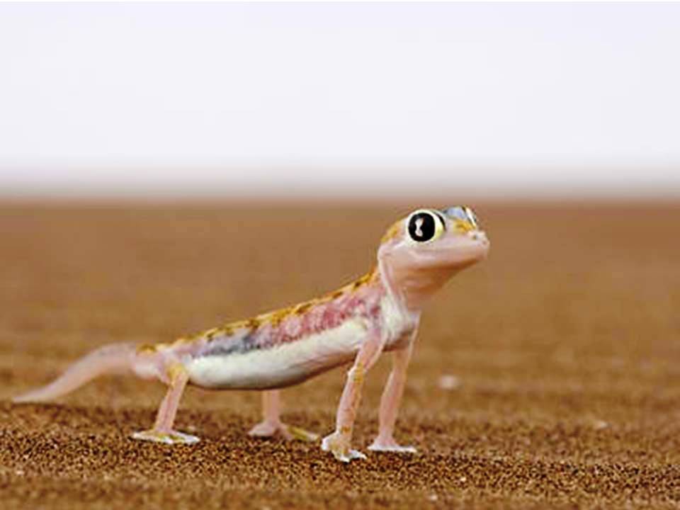 top 10 weirdest lizards in the world