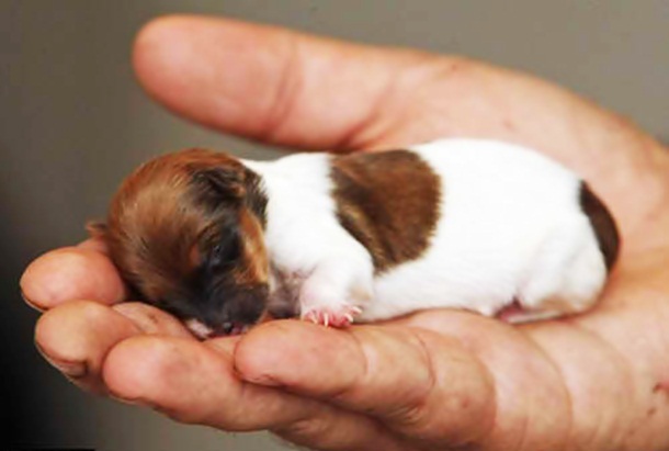 smallest type of dog in the world