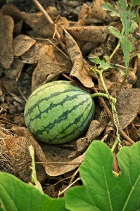 640px-Taiwan_2009_Tainan_City_Organic_Farm_Watermelon_FRD_7962