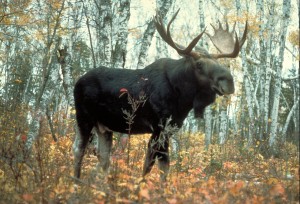 1280px-Moose_superior