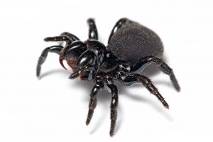 1280px-Mouse_spider