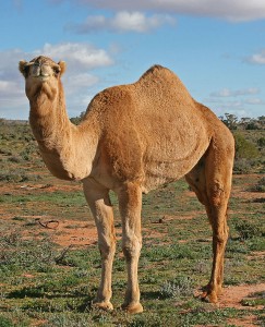 640px-07._Camel_Profile,_near_Silverton,_NSW,_07.07.2007