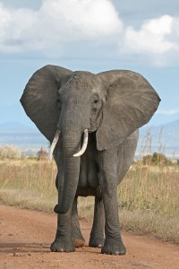 640px-African_Bush_Elephant