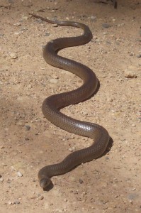 640px-Eastern_Brown_Snake_-_Kempsey_NSW