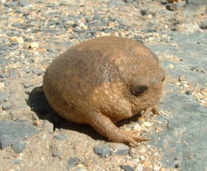 Cape_Rain_Froga_-_Cape_Town_2