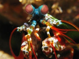 Mantis_shrimp_(Odontodactylus_scyllarus)
