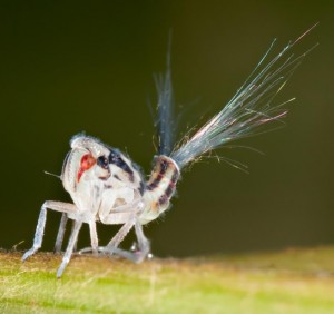 Planthopper Nymph