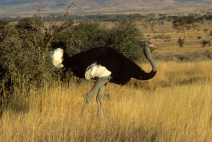 Somali_ostrich