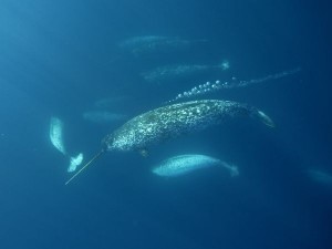 narwhal_642_600x450