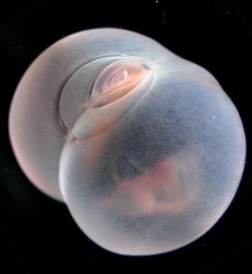 Chaetopterus pugaporcinus worm