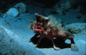 roughbackbatfish