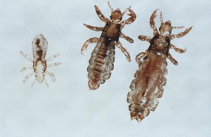 50422-hi-lice-family-highres