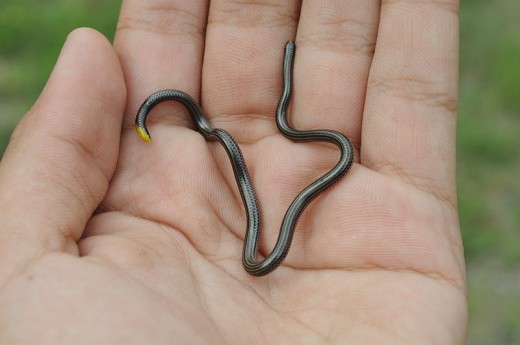 Barbados thread snake