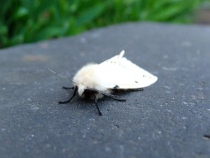 White_ermine_moth_(Spilosoma_lubricipeda),_Sandy,_Bedfordshire_(5744146524)