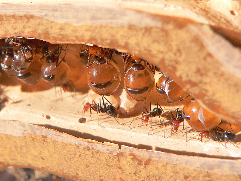 ant13800px HoneyAnt 10 Creepy Ant Behaviors You Won’t Believe