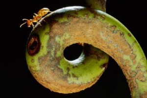 ant1carpenter ant pitcher plant 67728 990x742 300x201 10 Creepy Ant Behaviors You Won’t Believe