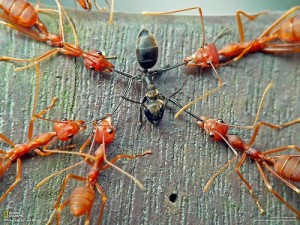 ant2slaveants 300x225 10 Creepy Ant Behaviors You Won’t Believe