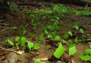 ant3Leafcutter ants transporting leaves 300x208 10 Creepy Ant Behaviors You Won’t Believe