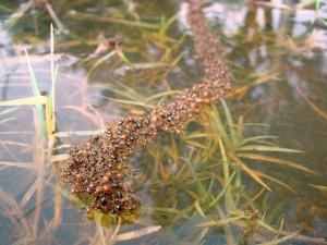 ant5fire ant raft tentacle 300x225 10 Creepy Ant Behaviors You Won’t Believe