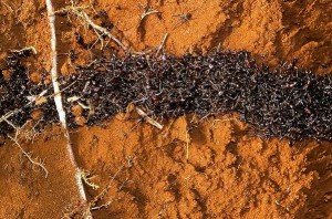 armyants 300x198 10 Creepy Ant Behaviors You Won’t Believe