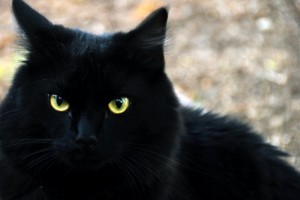 black-cat-10