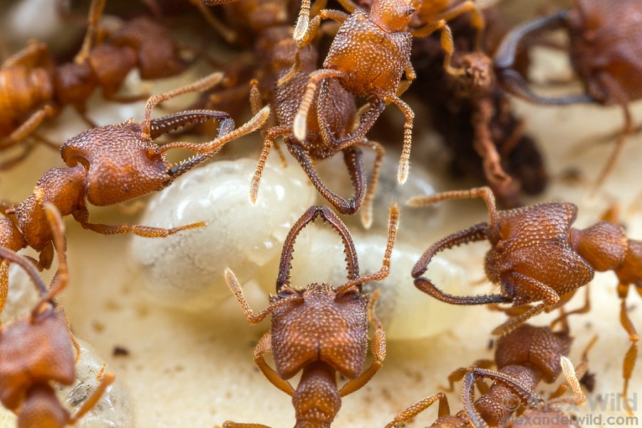 "Worker dracula ants tend to brood in a laboratory colony at the Unversity of Illinois, where the biomechanical properties of their unusual mandibles are being studied. Maliau Basin, Borneo."